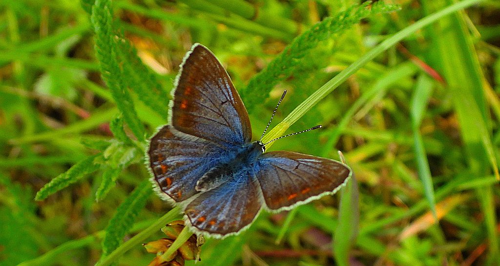 Modraszek ikar (Polyommatus icarus)