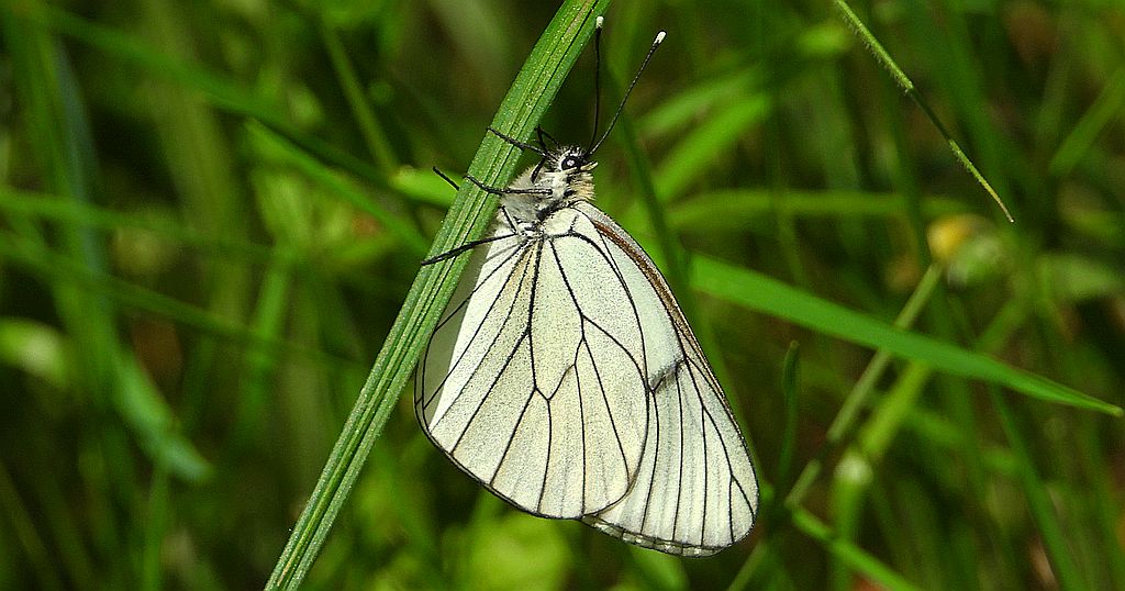 Niestrzęp głogowiec (Aporia crataegi)