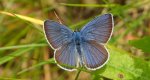 Modraszek semiargus (Polyommatus semiargus)