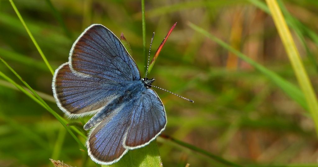 Modraszek semiargus (Polyommatus semiargus)