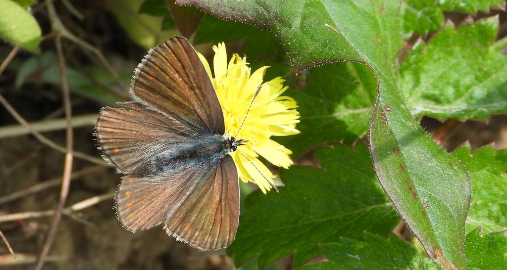 Modraszek argus (Plebejus argus)