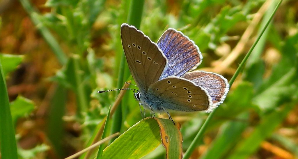 Modraszek semiargus (Polyommatus semiargus)