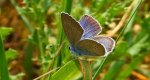 Modraszek semiargus (Polyommatus semiargus)