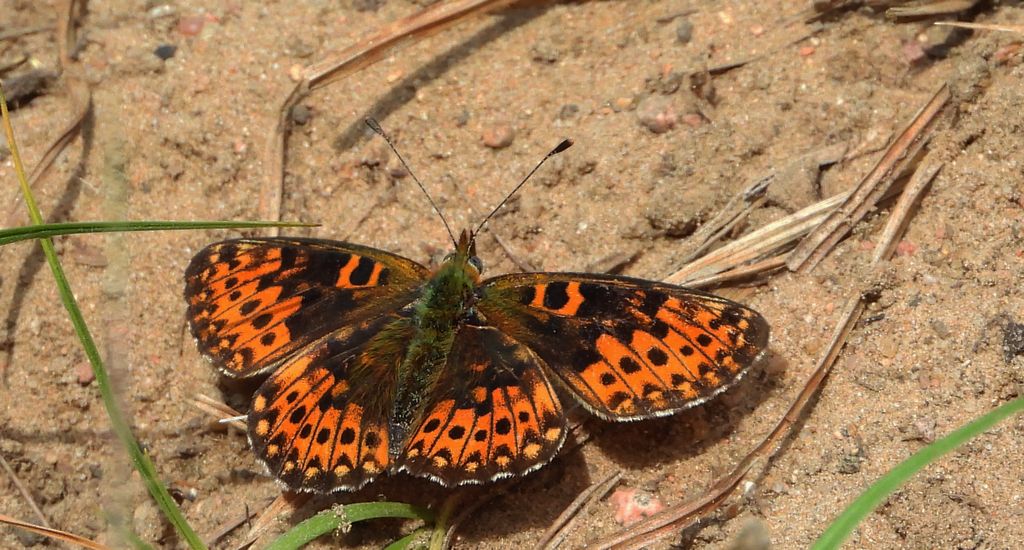 Dostojka selene (Boloria selene)