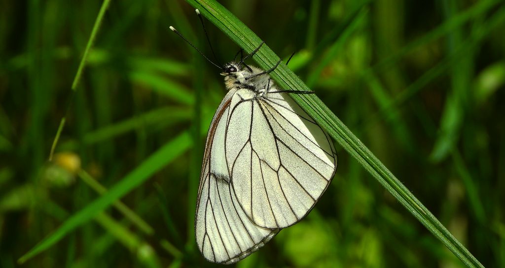 Niestrzęp głogowiec (Aporia crataegi)