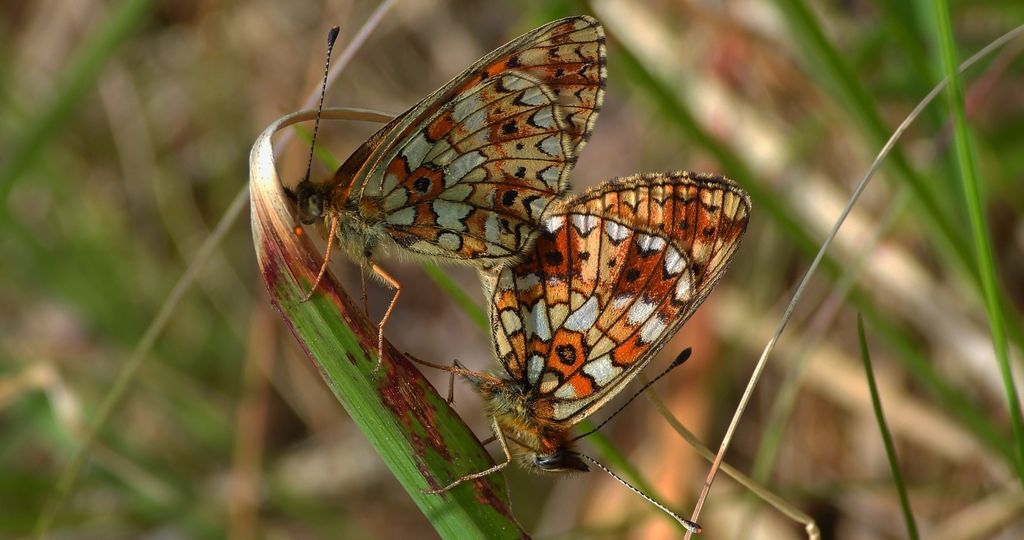 Dostojka selene (Boloria selene)