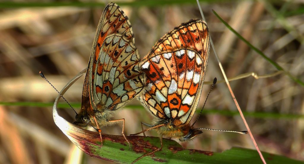 Dostojka selene (Boloria selene)