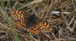 Przeplatka cinksia (Melitaea cinxia)