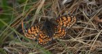 Przeplatka cinksia (Melitaea cinxia)