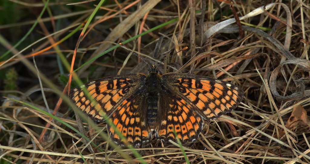 Przeplatka cinksia (Melitaea cinxia)