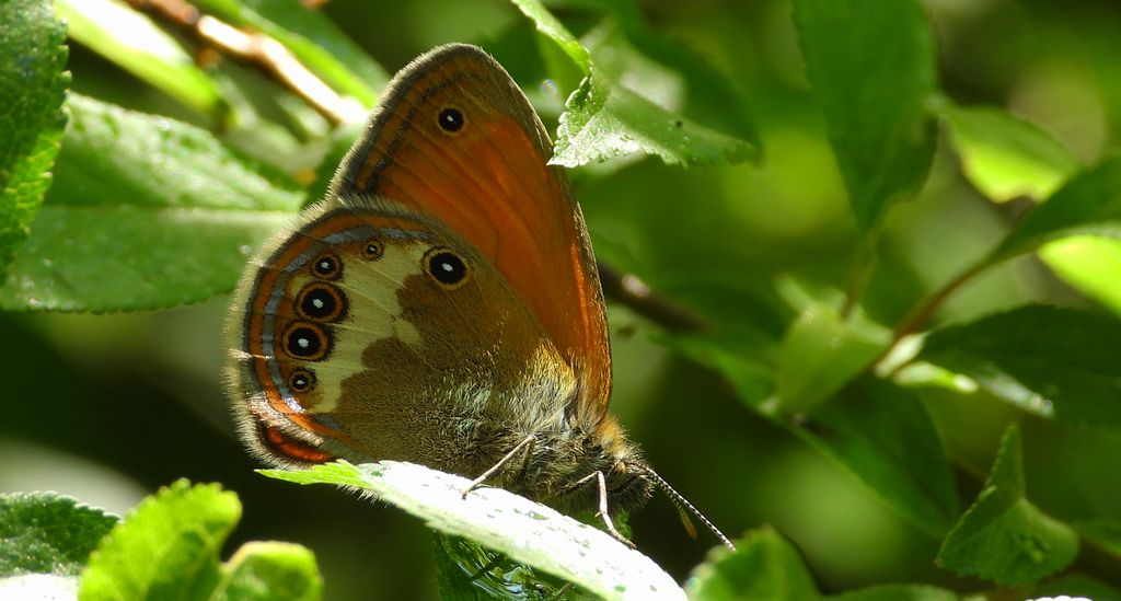 Strzępotek perełkowiec (Coenonympha arcania)