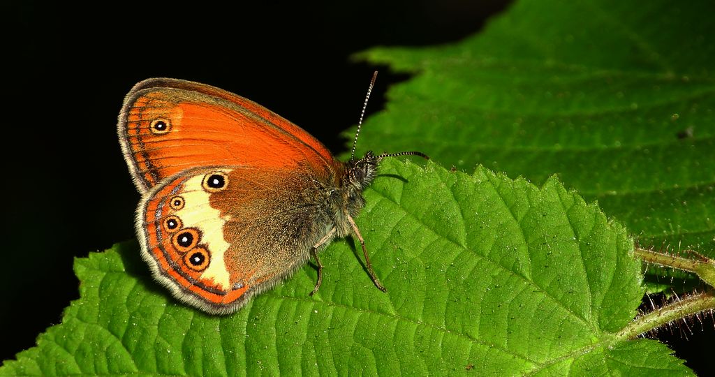Strzępotek perełkowiec (Coenonympha arcania)