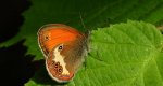Strzępotek perełkowiec (Coenonympha arcania)