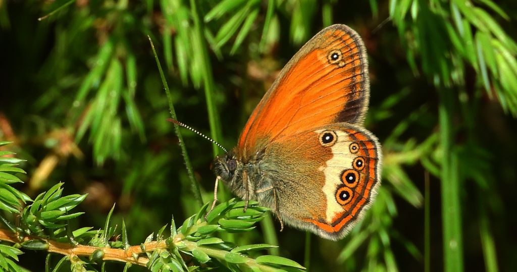 Strzępotek perełkowiec (Coenonympha arcania)