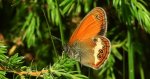 Strzępotek perełkowiec (Coenonympha arcania)