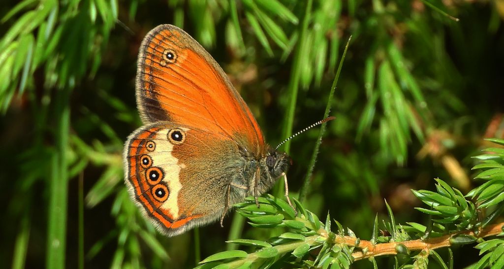 Strzępotek perełkowiec (Coenonympha arcania)