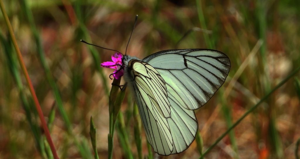Niestrzęp głogowiec (Aporia crataegi)