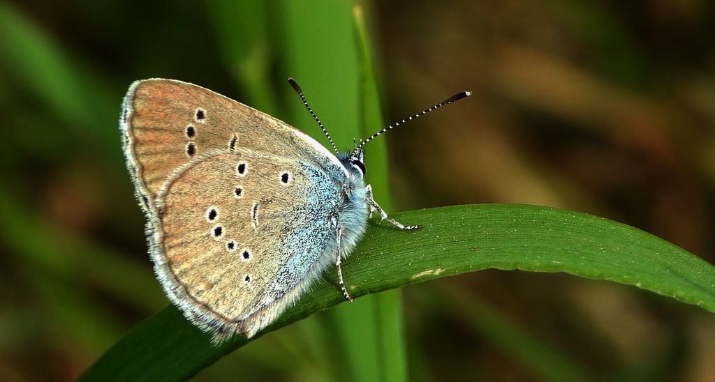 Modraszek semiargus (Polyommatus semiargus)