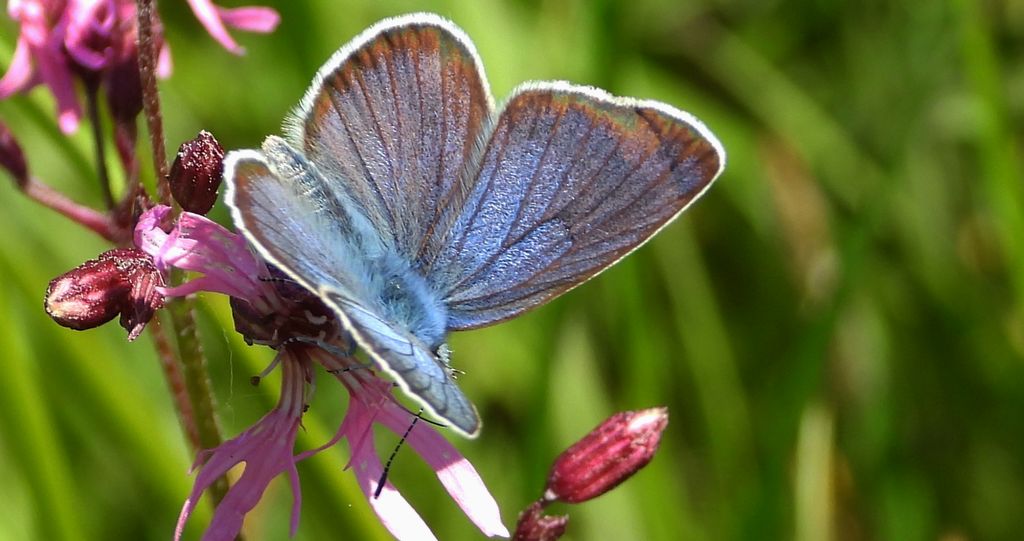 Modraszek semiargus (Polyommatus semiargus)
