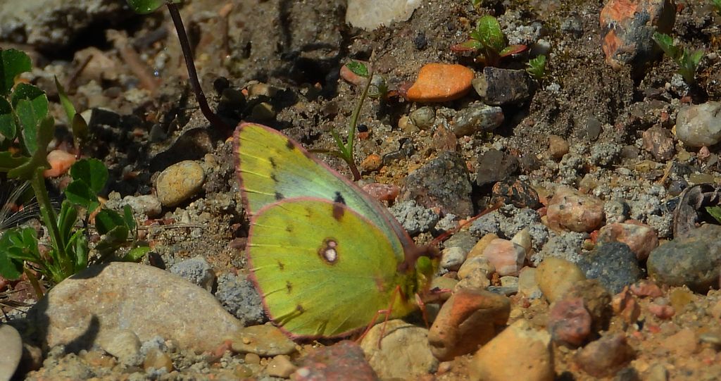 Szlaczkoń siarecznik (Colias hyale)