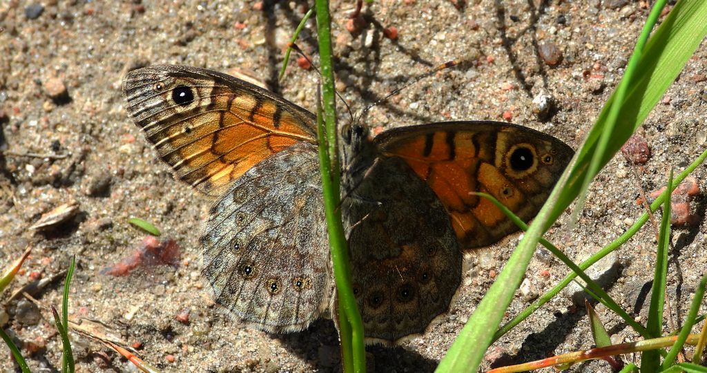 Osadnik megera (Lasiommata megera)