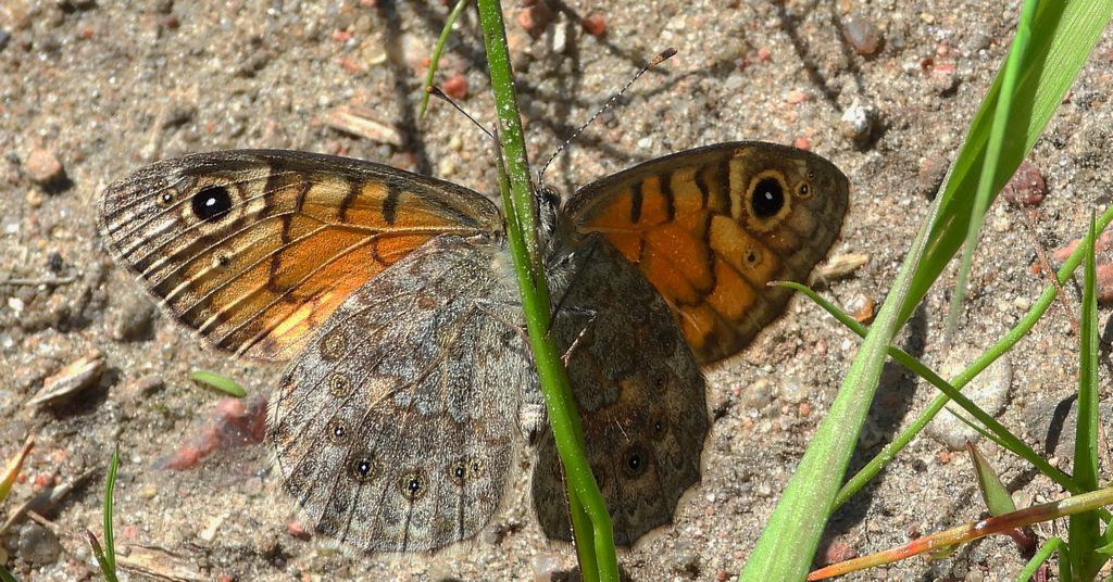 Osadnik megera (Lasiommata megera)