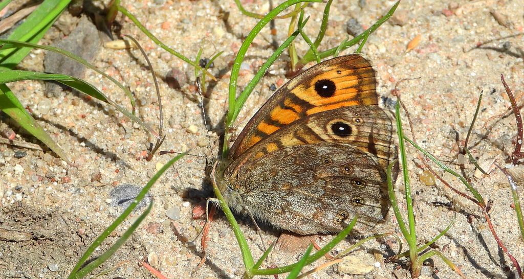 Osadnik megera (Lasiommata megera)