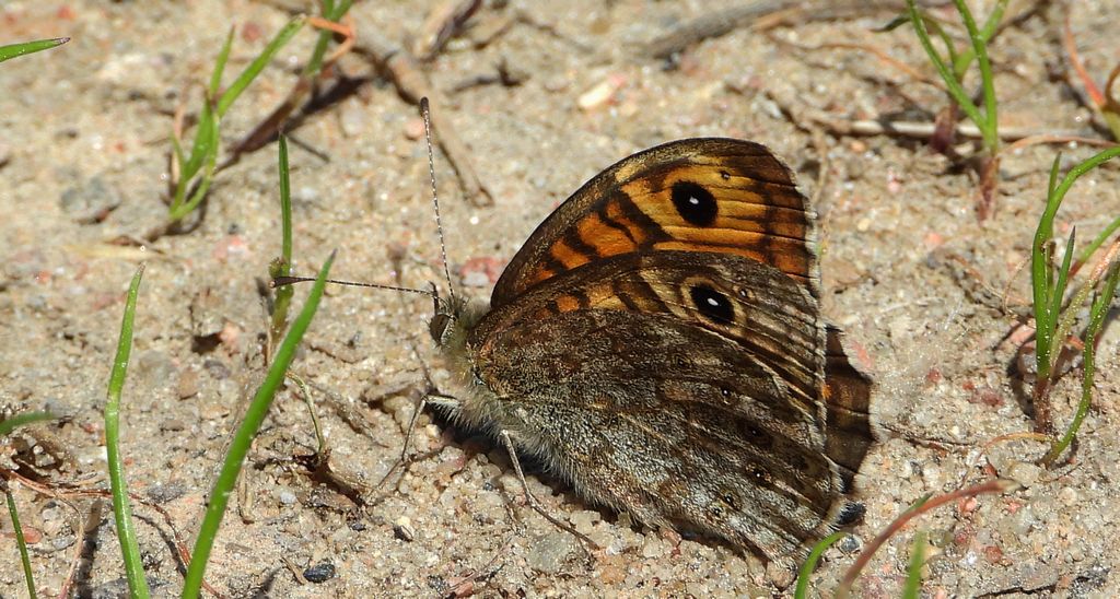 Osadnik megera (Lasiommata megera)