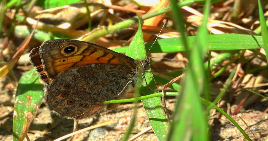 Osadnik megera (Lasiommata megera)
