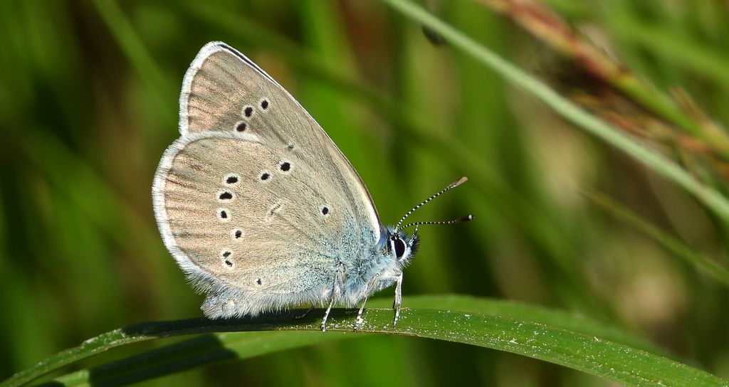 Modraszek semiargus (Polyommatus semiargus)