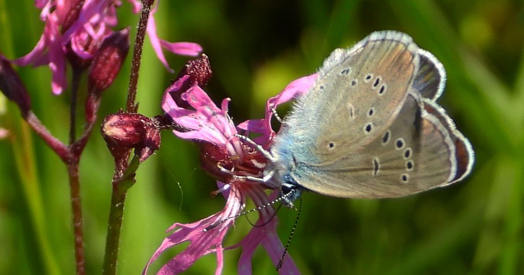 Modraszek semiargus (Polyommatus semiargus)