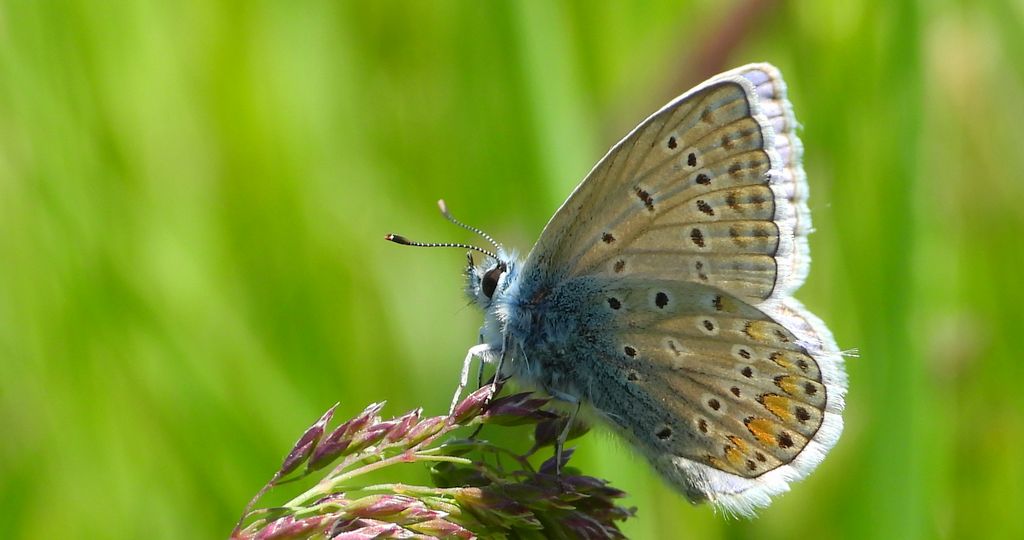 Modraszek ikar, mnogooczak ikar (Polyommatus icarus)