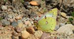 Szlaczkoń siarecznik (Colias hyale)