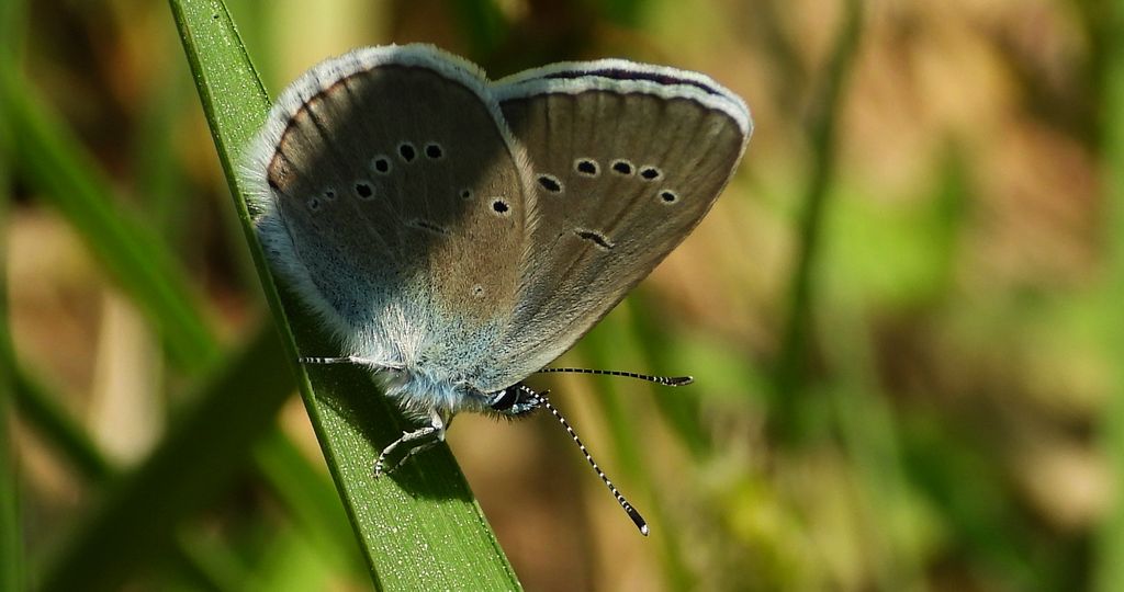 Modraszek semiargus (Polyommatus semiargus)