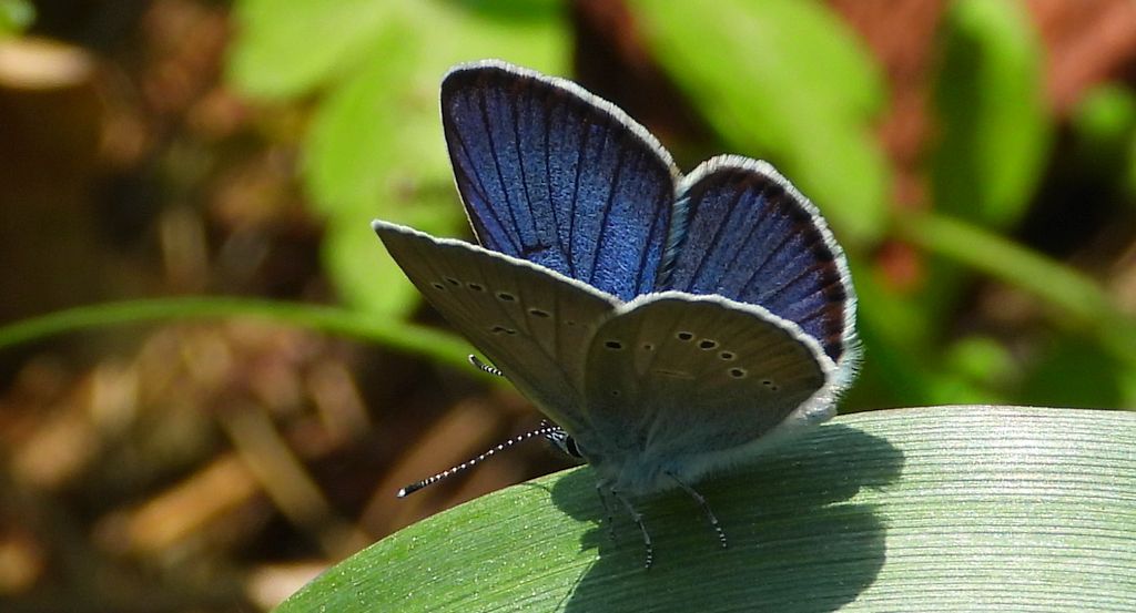 Modraszek semiargus (Polyommatus semiargus)
