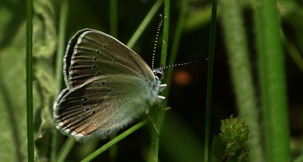 Modraszek semiargus (Polyommatus semiargus)