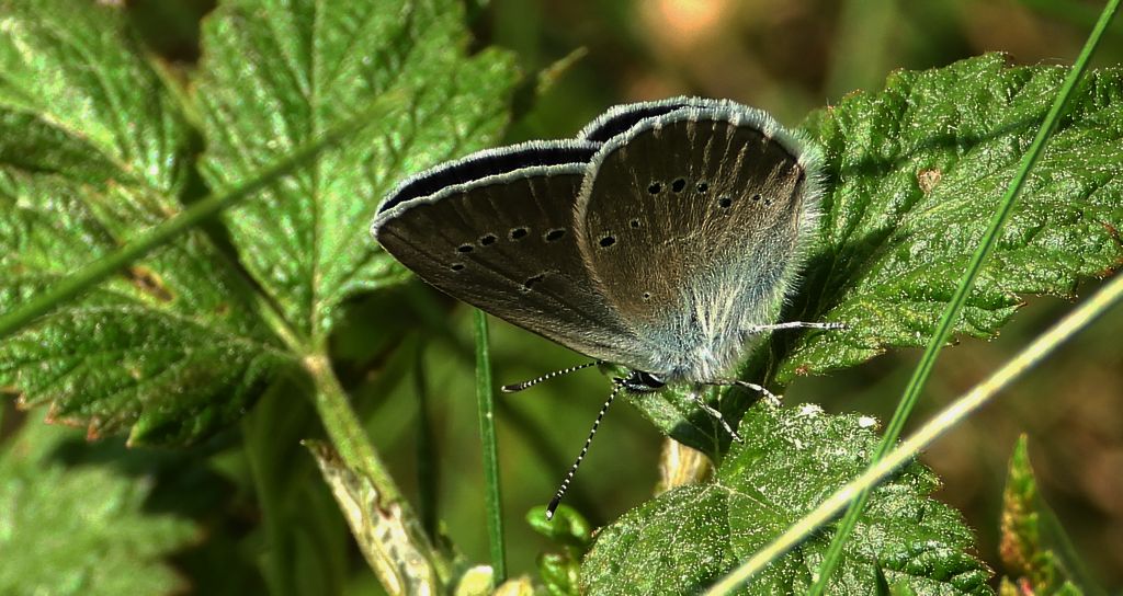 Modraszek semiargus (Polyommatus semiargus)