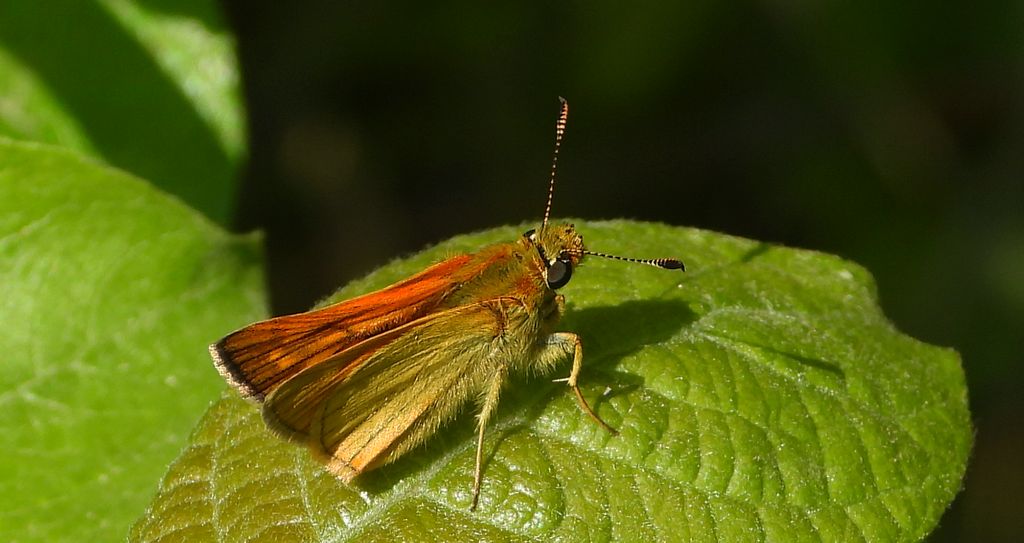 Karłątek ryska, karłątek tarninowy (Thymelicus lineola syn. Adopaea lineola)