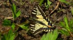 Paź królowej (Papilio machaon)