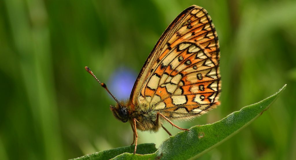 Dostojka eunomia (Boloria eunomia)