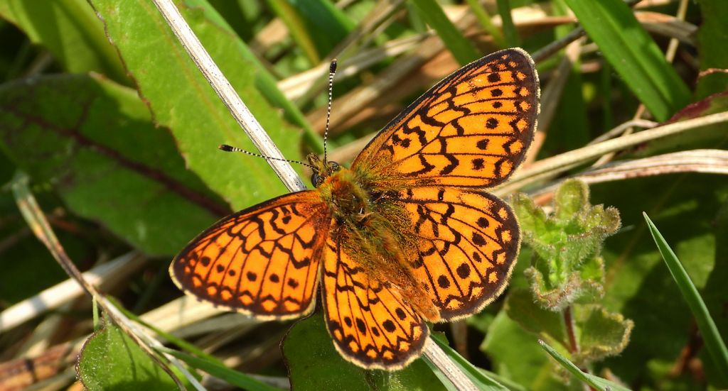 Dostojka eunomia (Boloria eunomia)