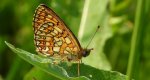 Dostojka eunomia (Boloria eunomia)
