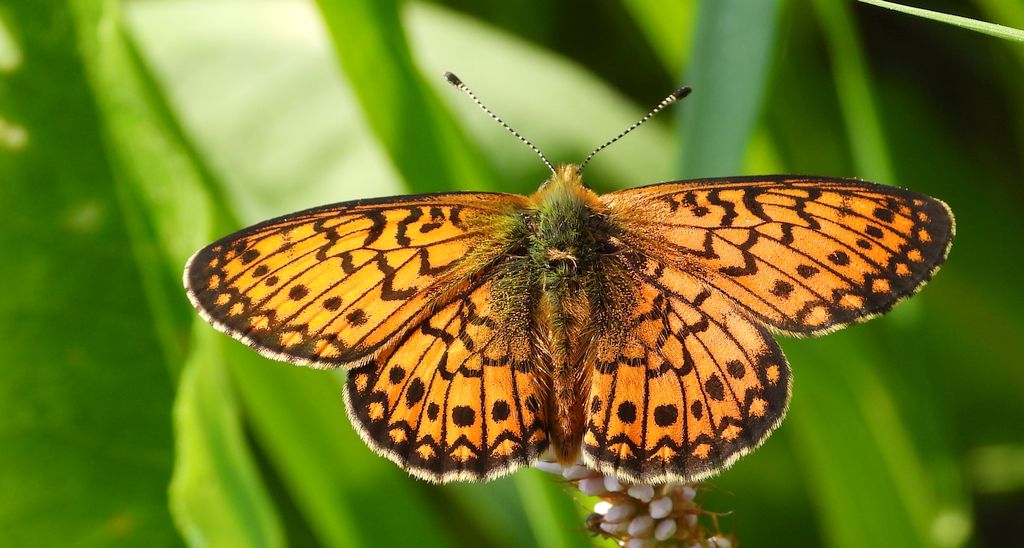Dostojka eunomia (Boloria eunomia)