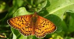 Dostojka eunomia (Boloria eunomia)