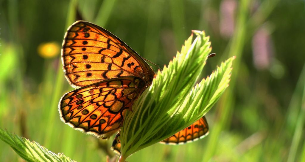 Dostojka eunomia (Boloria eunomia)