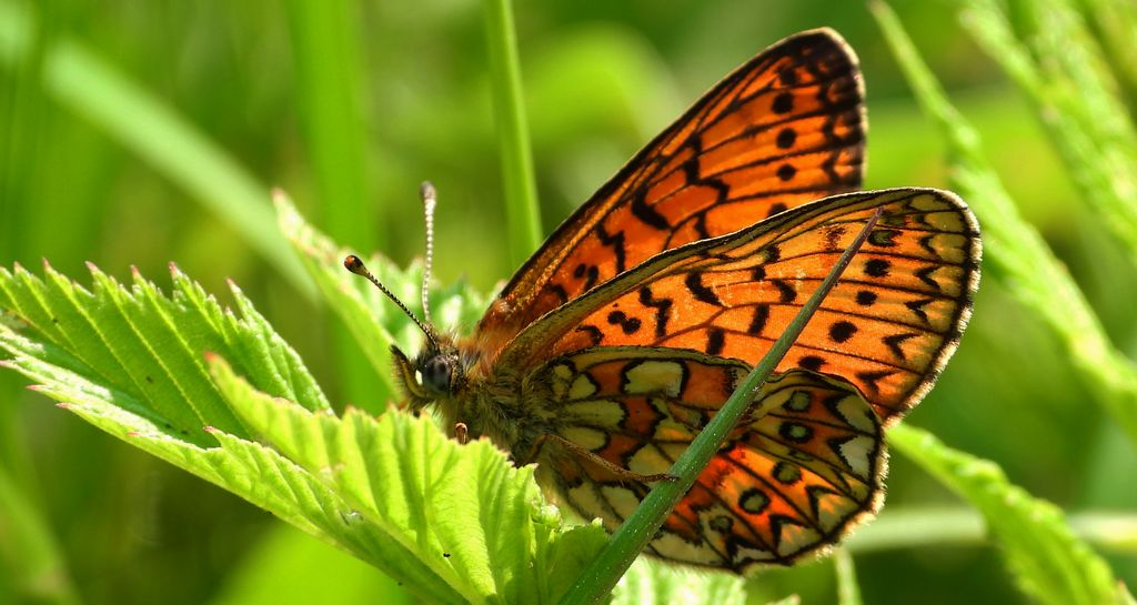 Dostojka eunomia (Boloria eunomia)