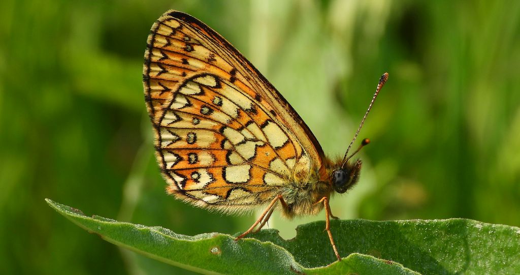 Dostojka eunomia (Boloria eunomia)