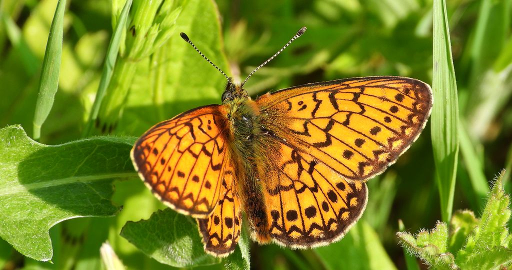 Dostojka eunomia (Boloria eunomia)