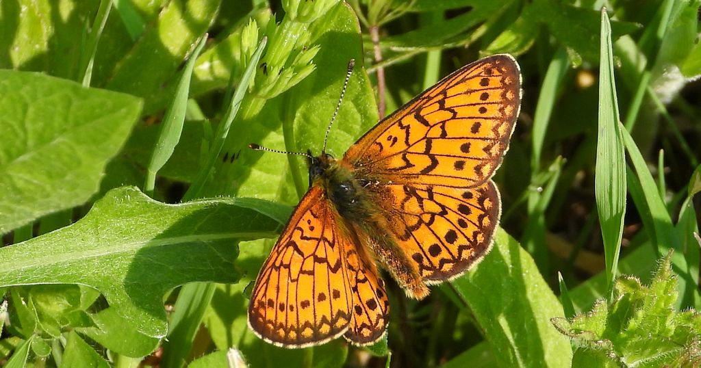 Dostojka eunomia (Boloria eunomia)