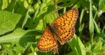 Dostojka eunomia (Boloria eunomia)